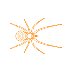 Animals Arachnids Western Black Widow Outline Svg Vector, Free Vectors File